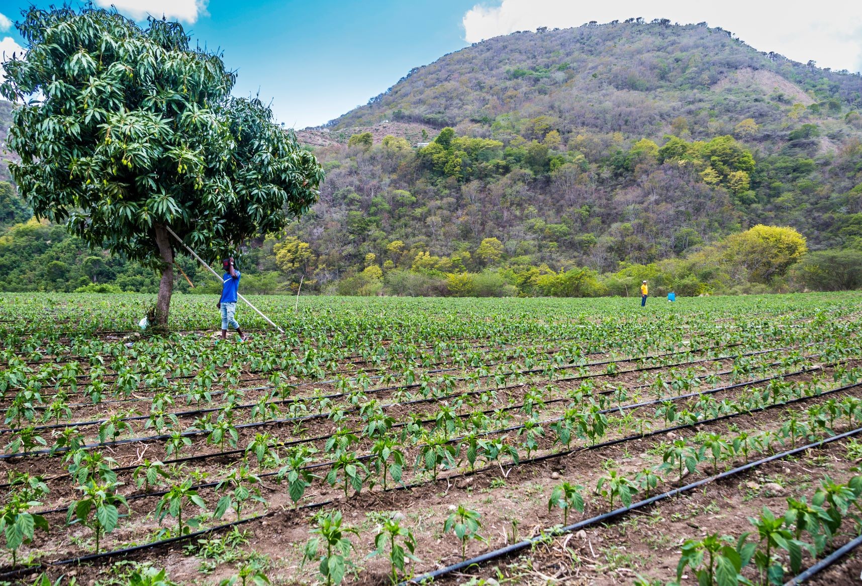 Food security in the Caribbean
