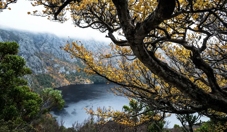 Lake behind the trees