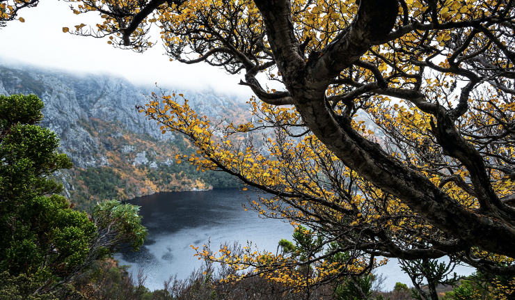 Lake behind the trees