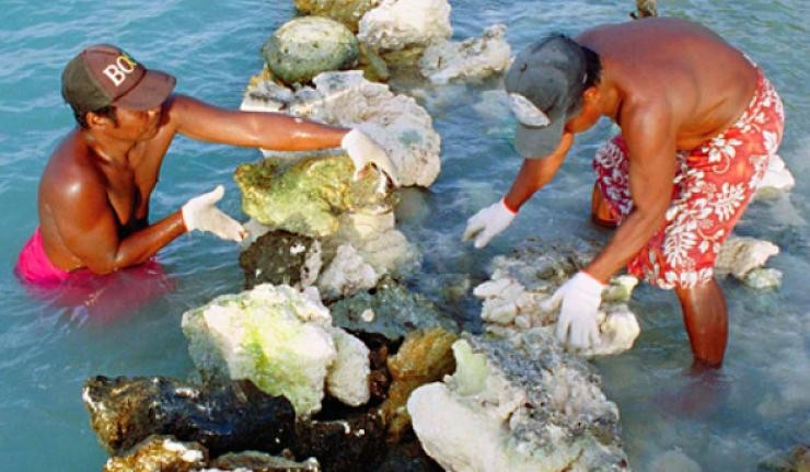 Divers in australia clearing blanched corals from the sea