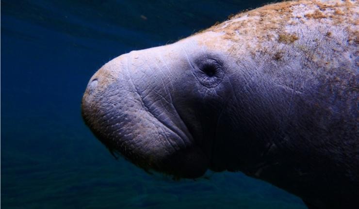 Protecting The Dugong