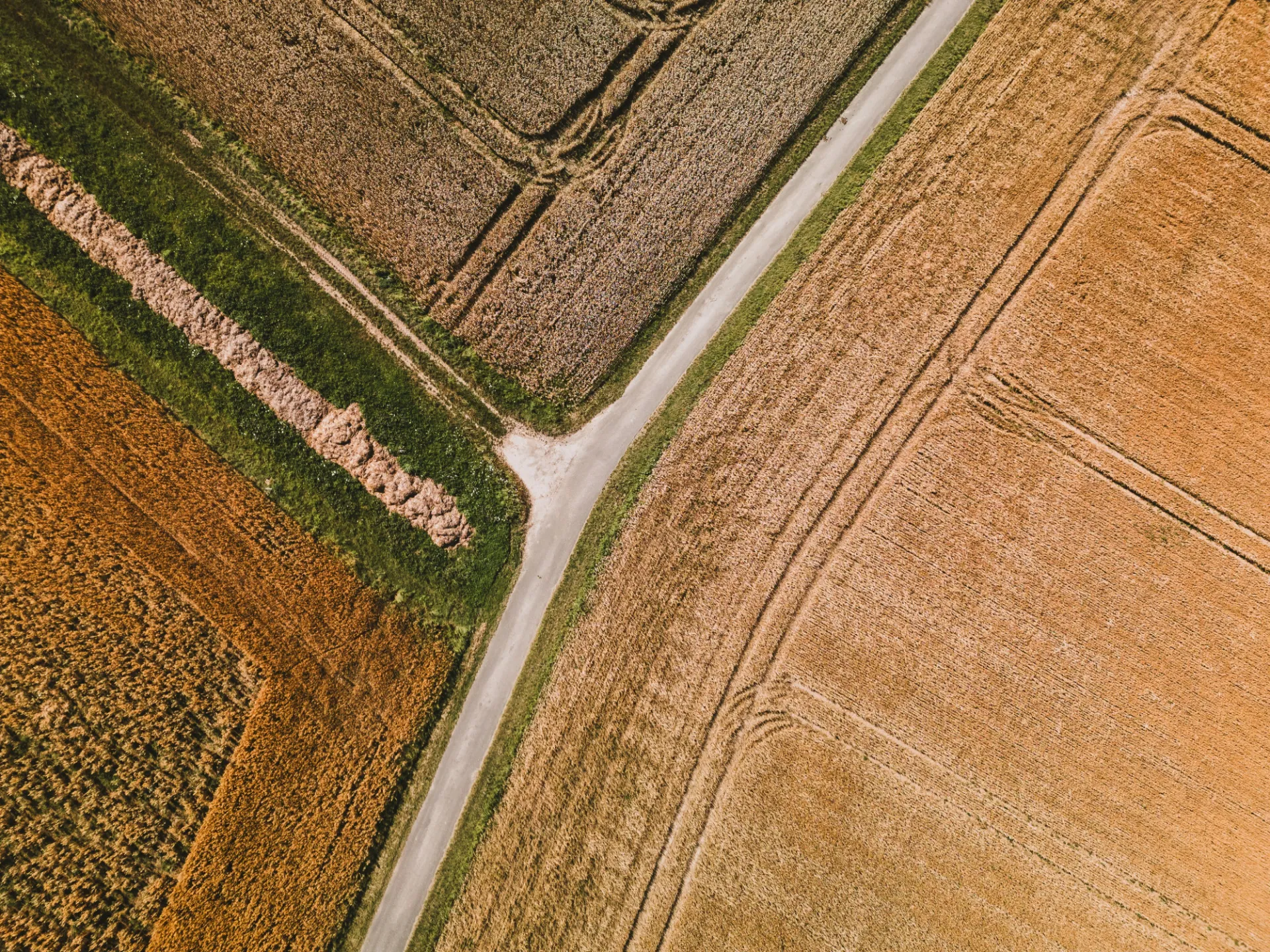 An aerial view of a wheat field and a road